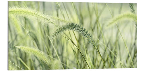 Aluminium print Grasses Green Panorama