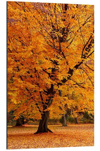 Alubild Herbstbaum im Park