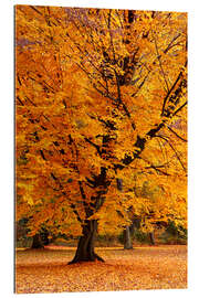 Gallery print Autumn tree in the park