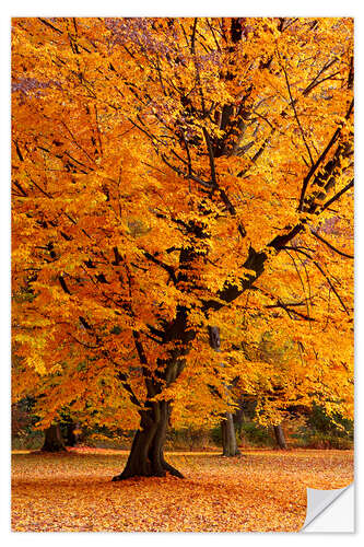 Wandsticker Herbstbaum im Park