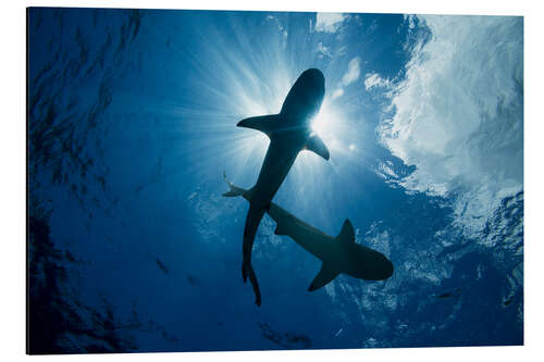 Aluminium print Blacktip reef sharks