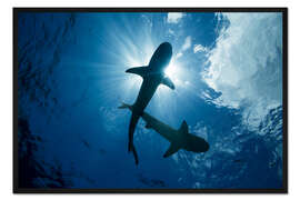 Gerahmter Kunstdruck Schwarzspitzen-Riffhaie