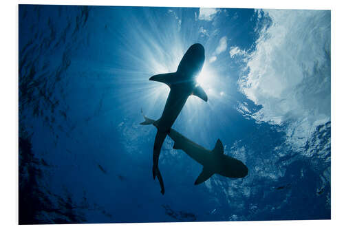 Print på skumplade Blacktip reef sharks