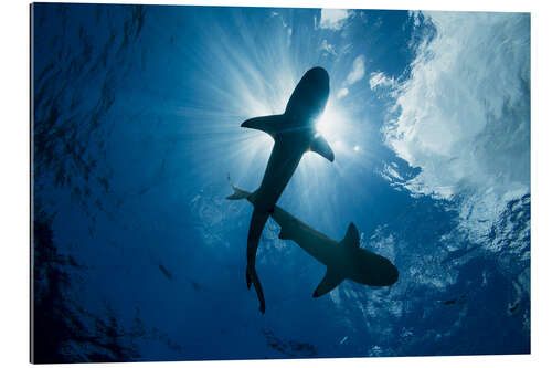 Gallery print Blacktip reef sharks