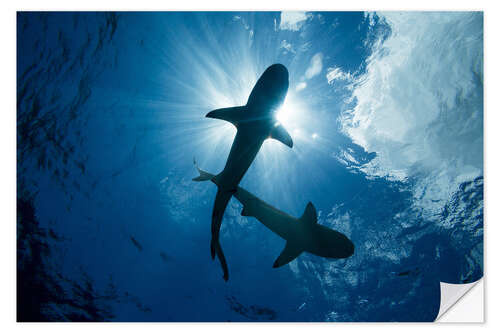 Naklejka na ścianę Blacktip reef sharks