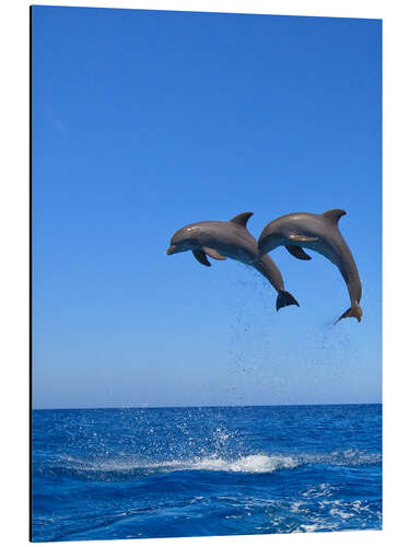 Obraz na aluminium Playful dolphins