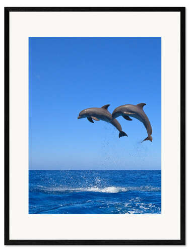 Kehystetty taidepainatus Playful dolphins