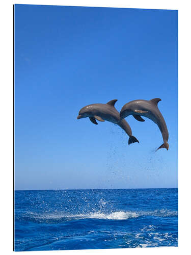 Gallery print Playful dolphins