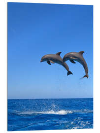 Gallery print Playful dolphins