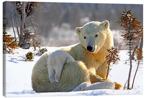 Lienzo Mother Polar Bear 