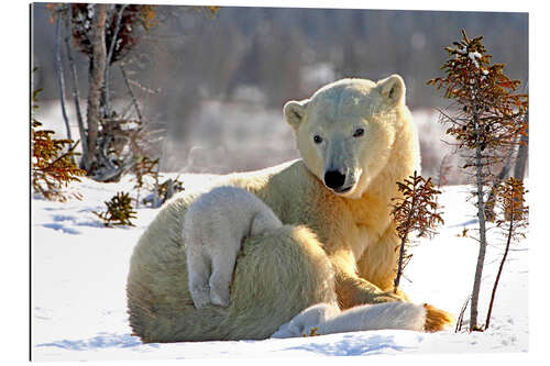 Galleriprint Mother Polar Bear 