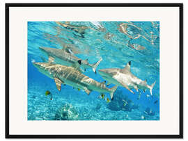 Gerahmter Kunstdruck Schwarzspitzenhai