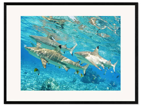 Ingelijste kunstdruk Blacktip
