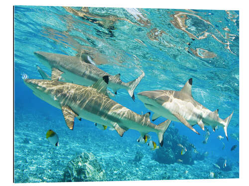 Gallery print Blacktip