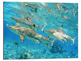 Magnettafel Schwarzspitzenhai