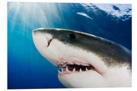 Foam board print White shark