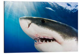 Magnettafel Weißer Hai