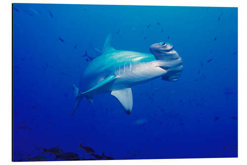 Aluminiumtavla Scalloped Hammerhead