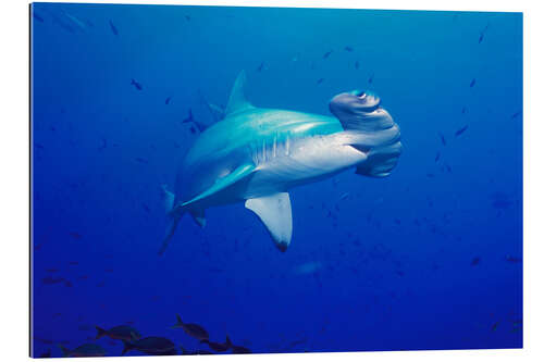 Gallery print Scalloped Hammerhead