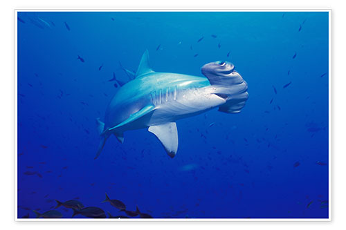 Poster Requin-marteau halicorne