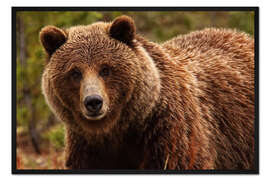 Gerahmter Kunstdruck Grizzlybär