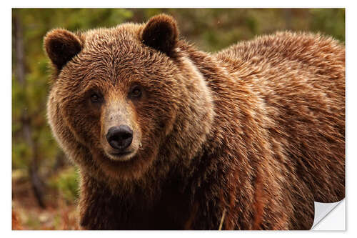 Naklejka na ścianę Grizzly bear