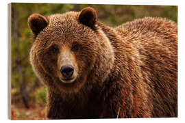 Trebilde Grizzly bear