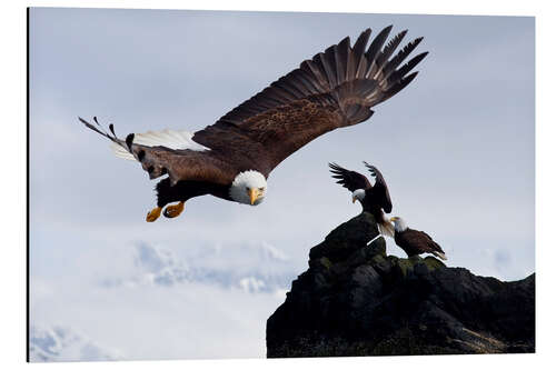 Alubild Weißkopfseeadler im Flug