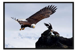 Gerahmter Kunstdruck Weißkopfseeadler im Flug