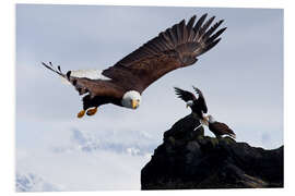 Foam board print Bald Eagle in flight