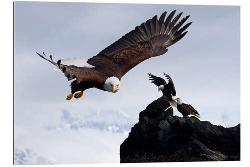 Gallery print Bald Eagle in flight