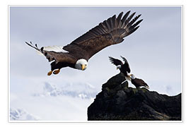 Poster Bald Eagle in flight
