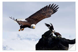 Selvklebende plakat Bald Eagle in flight