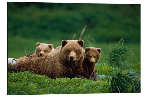 Aluminium print Grizzly bear with cubs