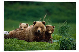 Aluminiumtavla Grizzly bear with cubs