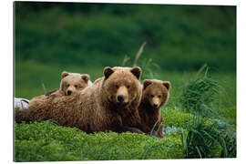 Quadro em plexi-alumínio Grizzly bear with cubs