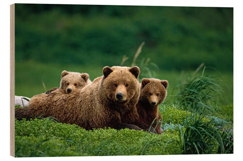 Wood print Grizzly bear with cubs