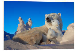 Aluminiumtavla Polar bears cuddling in snow