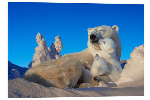 Foam board print Polar bears cuddling in snow