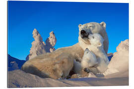 Galleriprint Polar bears cuddling in snow