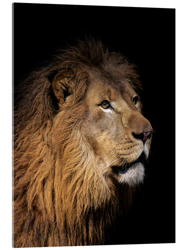 Acrylic print Portrait of a lion