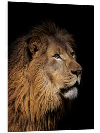 Foam board print Portrait of a lion