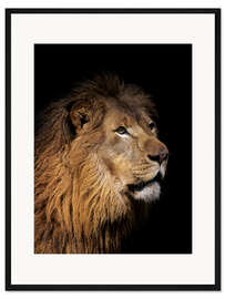 Gerahmter Kunstdruck Porträt eines Löwen
