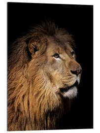 Tableau en plexi-alu Portrait d&#039;un lion