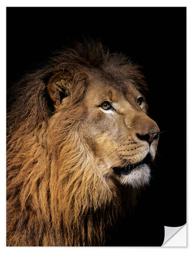 Wall sticker Portrait of a lion