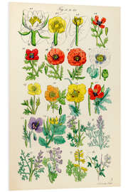 Foam board print Wildflowers, fig. 41-60