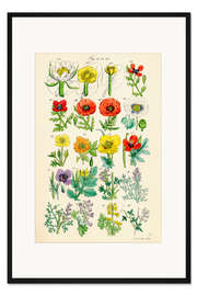 Gerahmter Kunstdruck Wildblumen, Fig. 41-60