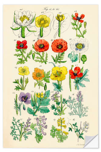 Wall sticker Wildflowers, fig. 41-60