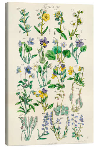 Canvas print Wildflowers, fig. 141-160