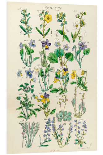 Foam board print Wildflowers, fig. 141-160